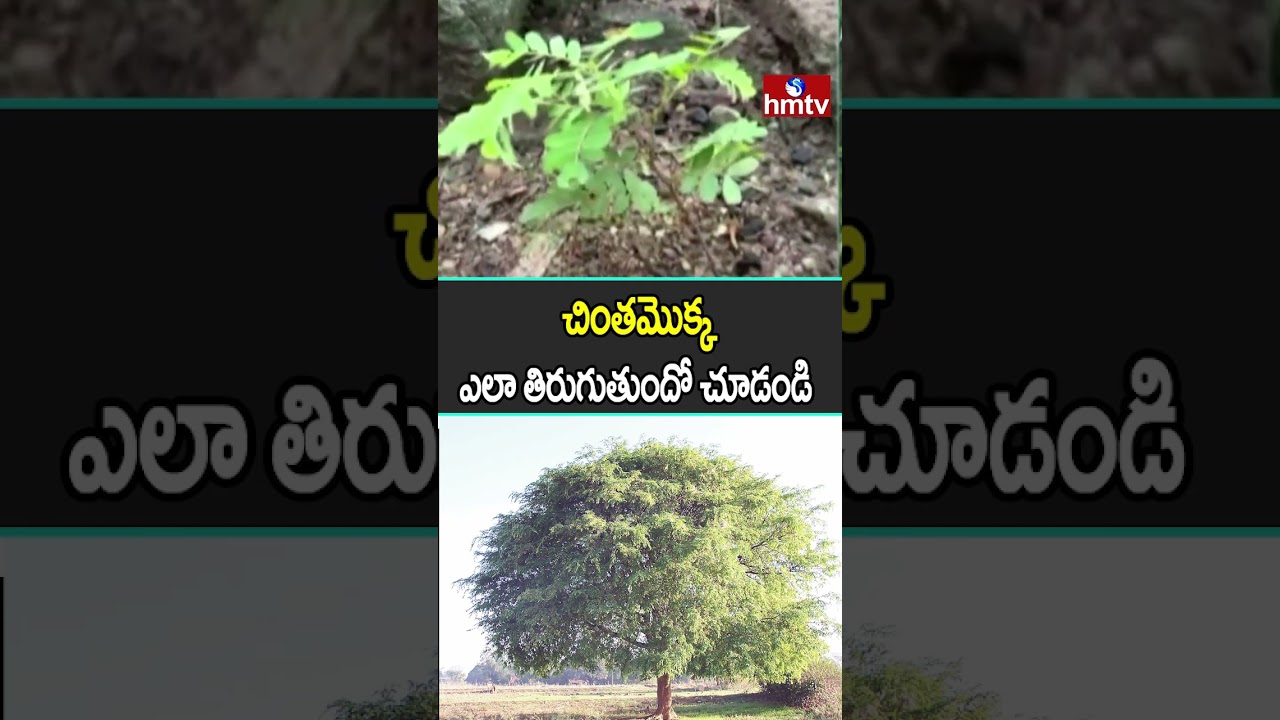 చింతమొక్క ఎలా తిరుగుతుందో చూడండి | Bhadradri Kothagudem | Seetharamapuram | hmtv చింతమొక్క ఎలా తిరుగుతుందో చూడండి | Bhadradri Kothagudem | Seetharamapuram | hmtv