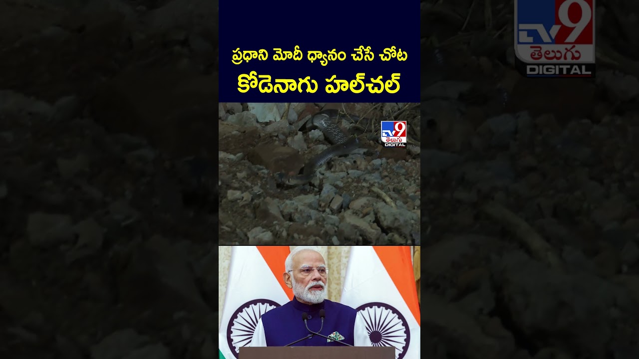 ప్రధాని మోదీ ధ్యానం చేసే చోట కోడెనాగు హల్చల్ -TV9 ప్రధాని మోదీ ధ్యానం చేసే చోట కోడెనాగు హల్చల్ -TV9