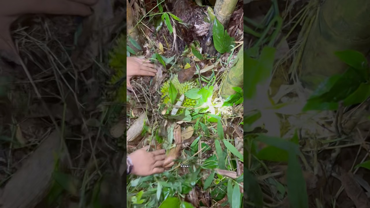 PART 1 CERITA HOROR SAAT JAGA DURIAN MALAM PART 1 CERITA HOROR SAAT JAGA DURIAN MALAM