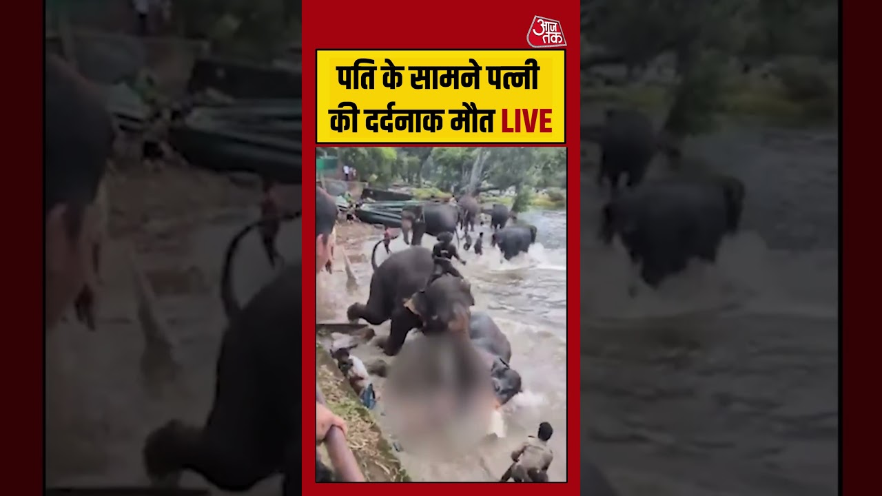 पति के सामने पत्नी की दर्दनाक मौत LIVE #elephant #viralvideo #animalvideo #ytshorts #aajtakdigital पति के सामने पत्नी की दर्दनाक मौत LIVE #elephant #viralvideo #animalvideo #ytshorts #aajtakdigital