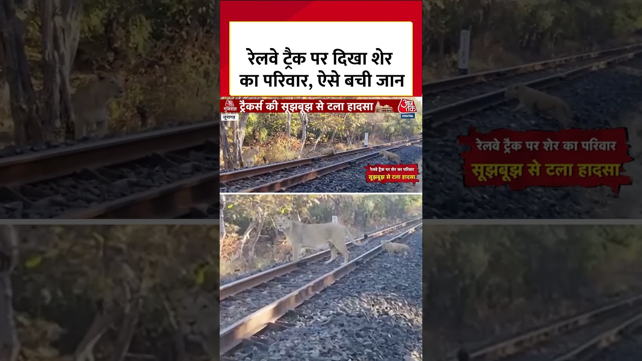 रेलवे ट्रैक पर दिखा शेर का परिवार, ऐसे बची जान #shorts #viral #latest #aajtakdigital रेलवे ट्रैक पर दिखा शेर का परिवार, ऐसे बची जान #shorts #viral #latest #aajtakdigital