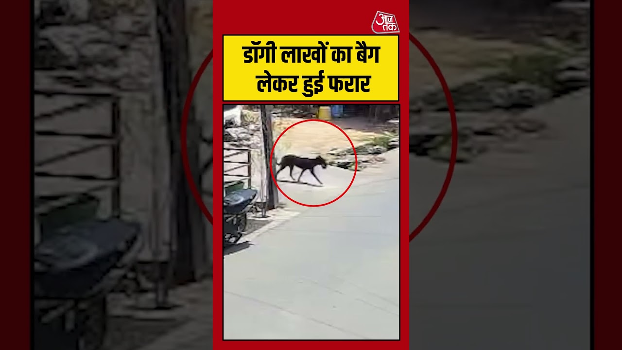 डॉगी लाखों का बैग लेकर हुई फरार #shortsvideo #mosqueCCTVfootage #viralvideo #blackstraydog #aajtak डॉगी लाखों का बैग लेकर हुई फरार #shortsvideo #mosqueCCTVfootage #viralvideo #blackstraydog #aajtak
