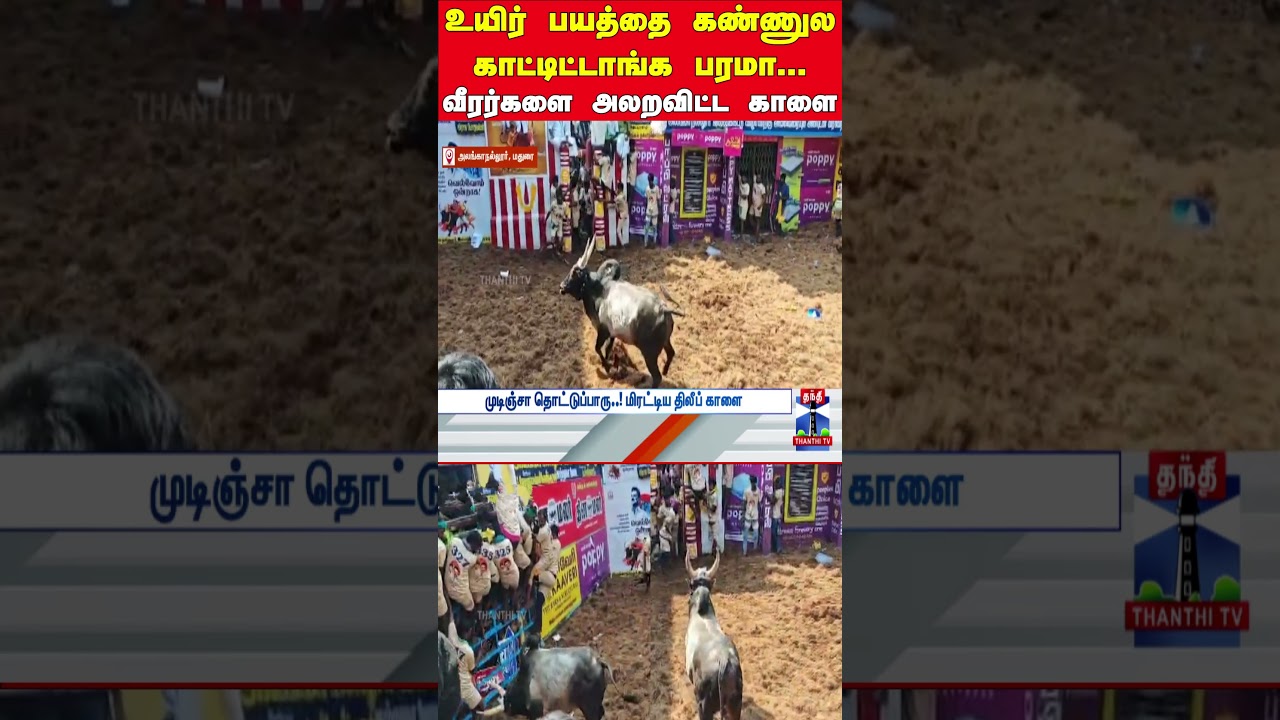 jallikattu | alanganallurjallikattu | jallikattu2026 | madurai | pongalcelebration jallikattu | alanganallurjallikattu | jallikattu2026 | madurai | pongalcelebration