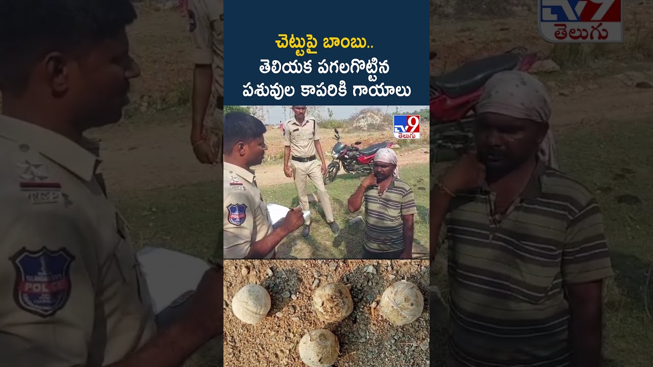 Bomb : చెట్టుపై బాంబు.. తెలియక పగలగొట్టిన పశువుల కాపరికి గాయాలు – TV9 Bomb : చెట్టుపై బాంబు.. తెలియక పగలగొట్టిన పశువుల కాపరికి గాయాలు – TV9