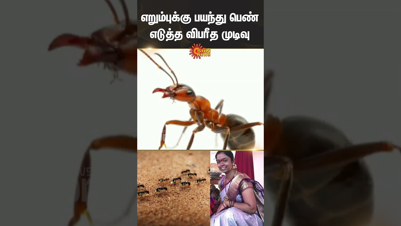 Telangana Woman Shocking Decision | Fear of Ants | Sangareddy | Sun News Telangana Woman Shocking Decision | Fear of Ants | Sangareddy | Sun News