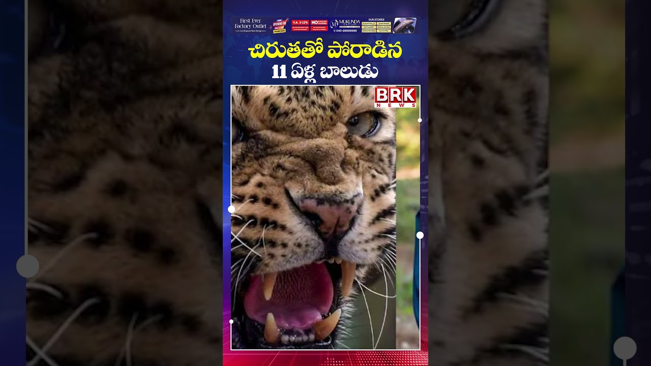 చిరుతతో పోరాడిన 11 ఏళ్ల బాలుడు😱😲| Maharastra | BRK NEWS చిరుతతో పోరాడిన 11 ఏళ్ల బాలుడు😱😲| Maharastra | BRK NEWS