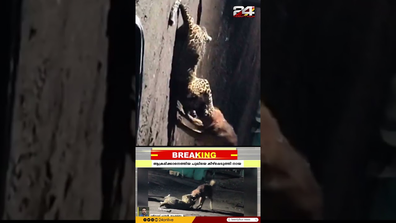 ആക്രമിക്കാനെത്തിയെ പുലിയെ കീഴ്പ്പെടുത്തി നായ; 300 മീറ്ററോളം പുലിയെ വലിച്ചിഴച്ചു ആക്രമിക്കാനെത്തിയെ പുലിയെ കീഴ്പ്പെടുത്തി നായ; 300 മീറ്ററോളം പുലിയെ വലിച്ചിഴച്ചു