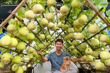 No Soil, No Garden – You’ll Regret Missing This Super Easy Way to Grow Melons! No Soil, No Garden – You’ll Regret Missing This Super Easy Way to Grow Melons!