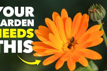 Better Than Bug Spray: This One Flower Shields Your Plants Better Than Bug Spray: This One Flower Shields Your Plants