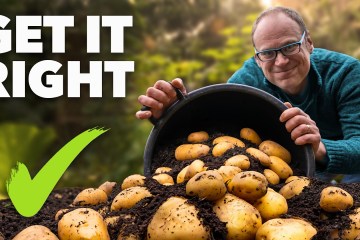 Potato Growing Masterclass: My Tips for a Bigger, Better Harvest Potato Growing Masterclass: My Tips for a Bigger, Better Harvest