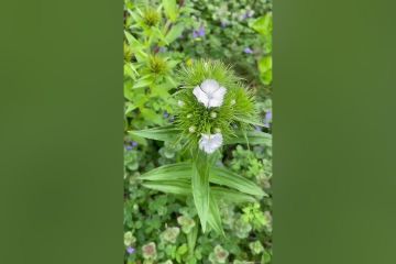 Mini Backyard Garden Tour Update Spring 2023 Mini Backyard Garden Tour Update Spring 2023