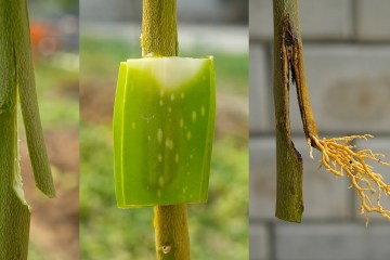 Propagate lemon tree by air layering using Aloe Vera Propagate lemon tree by air layering using Aloe Vera