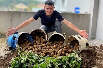 Stop Buying Potatoes! This Growing Method Yields 10 Times More! Stop Buying Potatoes! This Growing Method Yields 10 Times More!