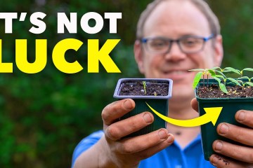 The Clever Way Smart Gardeners Stop Seedlings Dying The Clever Way Smart Gardeners Stop Seedlings Dying