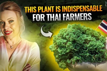 This plant is irreplaceable for Thai farmers! Why is azolla a superfood in agriculture? This plant is irreplaceable for Thai farmers! Why is azolla a superfood in agriculture?