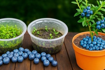 Blueberries from Seeds to Bloom - All the Secrets Blueberries from Seeds to Bloom - All the Secrets