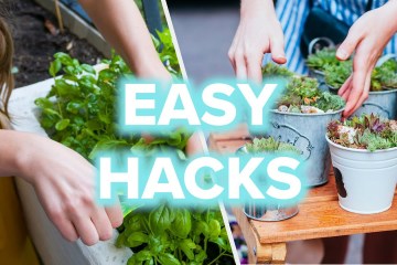 The Ultimate Guide To Growing Plants At Home The Ultimate Guide To Growing Plants At Home