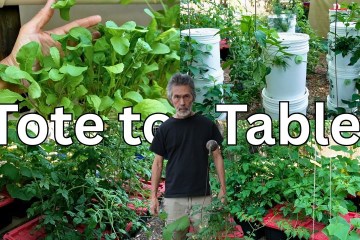 The Genius of Off Grid Kratky Hydroponics The Genius of Off Grid Kratky Hydroponics