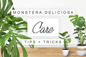 Unbelievable Plant Tips: How to Grow the Monstera Deliciosa! Unbelievable Plant Tips: How to Grow the Monstera Deliciosa!