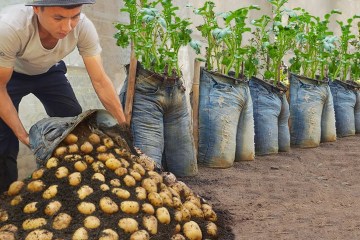 Why does the method of growing Potatoes in Jeans produce so many tubers? Grow at Home Why does the method of growing Potatoes in Jeans produce so many tubers? Grow at Home