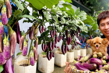 Apply This Trick–Eggplants Bear Fruit Continuously Even When Grown in Plastic Bottles! Apply This Trick–Eggplants Bear Fruit Continuously Even When Grown in Plastic Bottles!