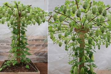 Let’s grow bitter melon for your family this way, it’s very fruity and easy to make Let’s grow bitter melon for your family this way, it’s very fruity and easy to make