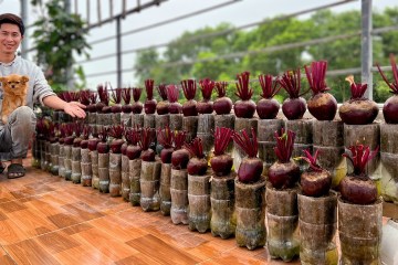 No Garden? You’ll Regret Missing This Super Easy Way to Grow Beets! No Garden? You’ll Regret Missing This Super Easy Way to Grow Beets!