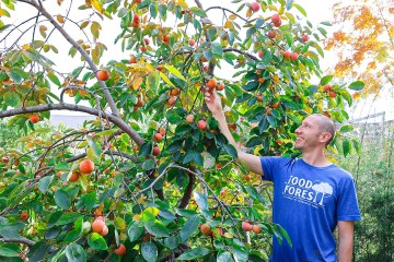 The One Fruit Tree EVERYONE Should Be Growing… Easy, Reliable, and Delicious The One Fruit Tree EVERYONE Should Be Growing… Easy, Reliable, and Delicious