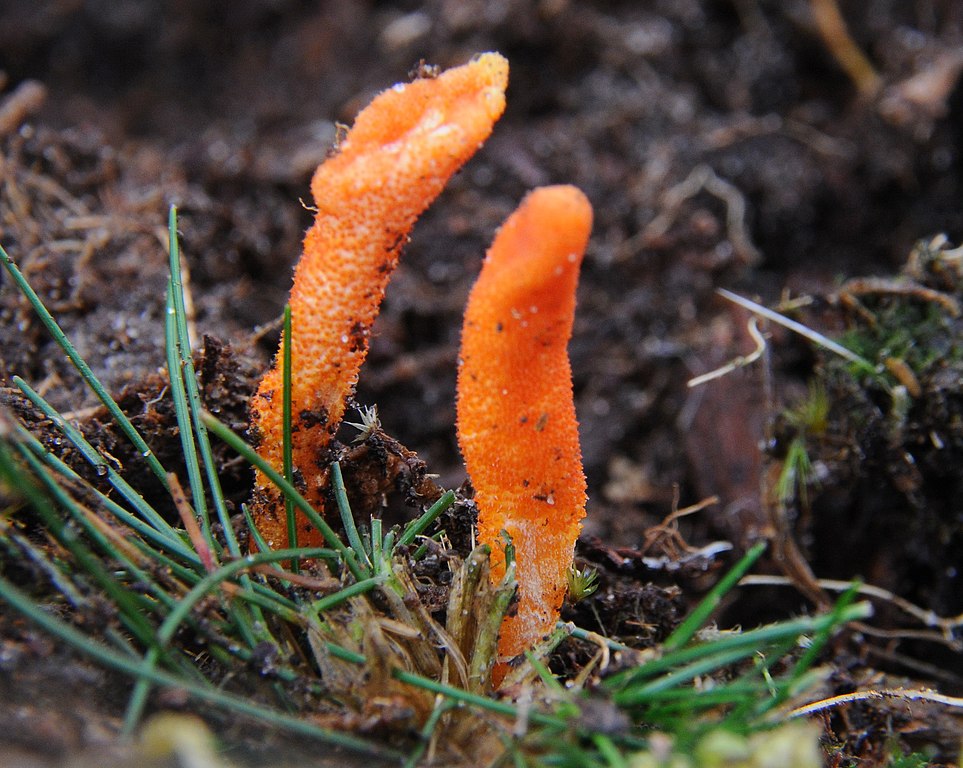 Cordyceps Mushroom – A Natural Ally for Cardiovascular Health and Stamina ? Cordyceps Mushroom – A Natural Ally for Cardiovascular Health and Stamina ?