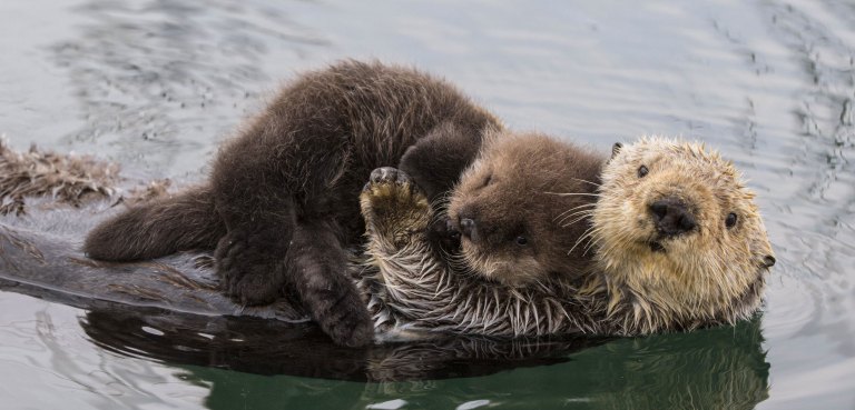 Sea Otters – Amazing Endangered Species Animals Sea Otters – Amazing Endangered Species Animals