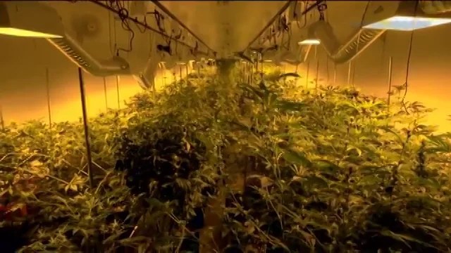 Cannabis Research Studies Cannabis Research Studies