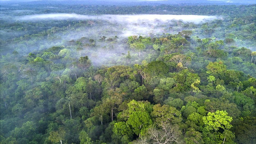Amazon Rainforest –8 Things You Probably Didn’t know Amazon Rainforest –8 Things You Probably Didn’t know