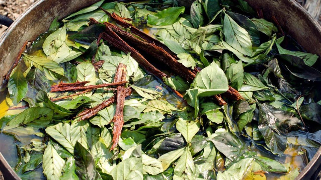 Ayahuasca – Benefits, Retreats and Sexual Abuse Controversy Ayahuasca – Benefits, Retreats and Sexual Abuse Controversy