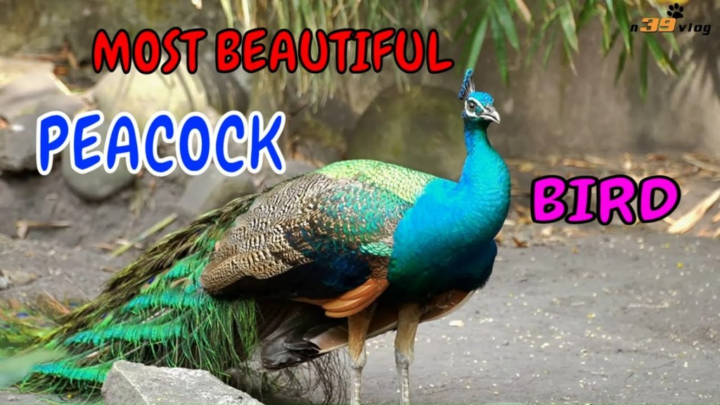 The 15 Best Documentaries About Birds The 15 Best Documentaries About Birds