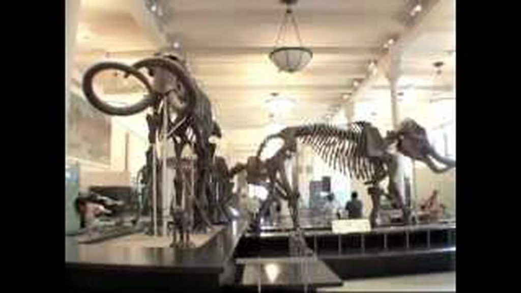 American Museum of Natural History – The Best “Home” for Dinosaur Halls American Museum of Natural History – The Best “Home” for Dinosaur Halls
