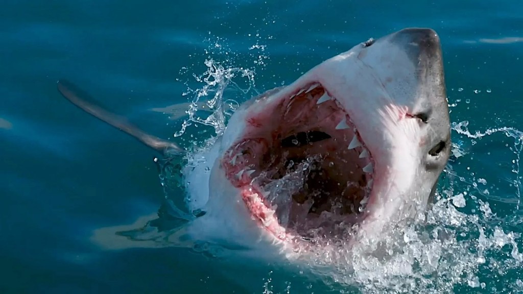 The 15 Best Documentaries About Sharks The 15 Best Documentaries About Sharks