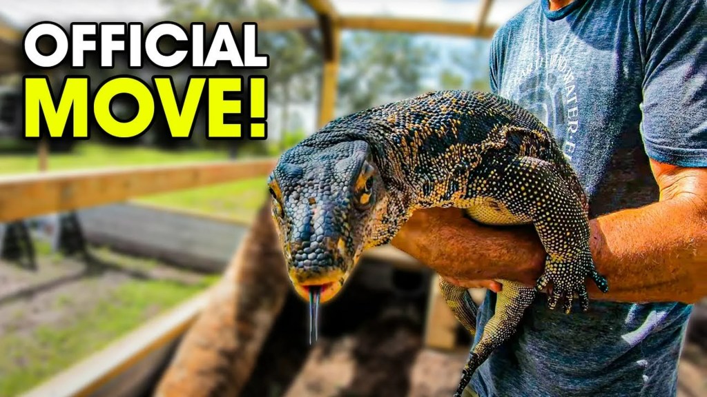 The 11 Best Documentaries About The Monitor Lizard The 11 Best Documentaries About The Monitor Lizard