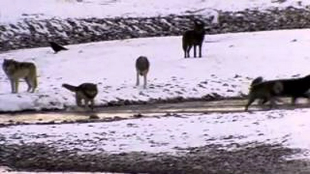 Wolf Pack Wolf Pack