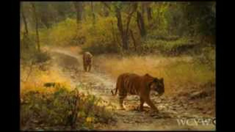 A Tiger Called Broken Tail A Tiger Called Broken Tail