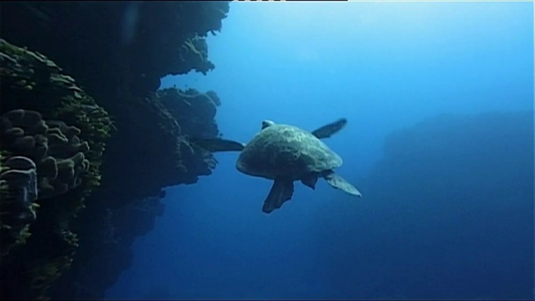 Be A Predator: Oceans (Wildlife Documentary) Be A Predator: Oceans (Wildlife Documentary)
