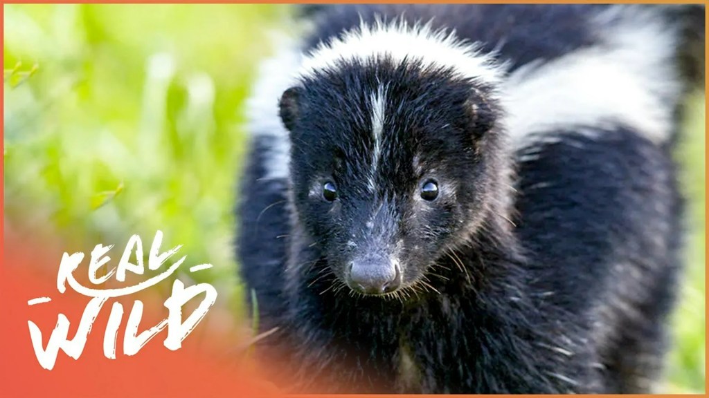 The 6 Best Documentaries About Skunks The 6 Best Documentaries About Skunks