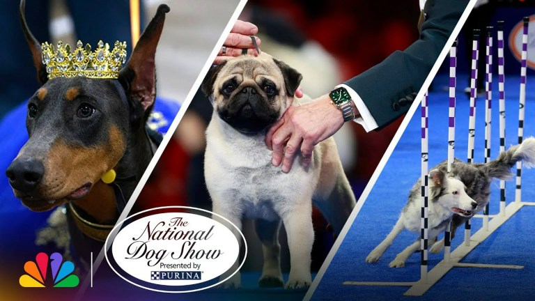 How to Watch the 2024 National Dog Show: TV, Streaming and Replay How to Watch the 2024 National Dog Show: TV, Streaming and Replay