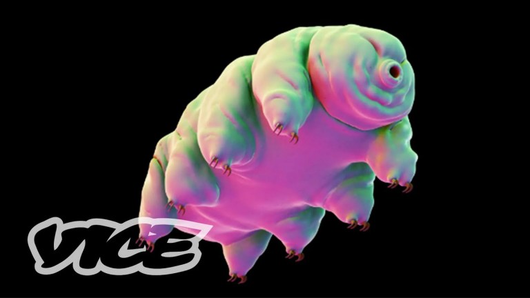 First Animals to Survive in Space First Animals to Survive in Space