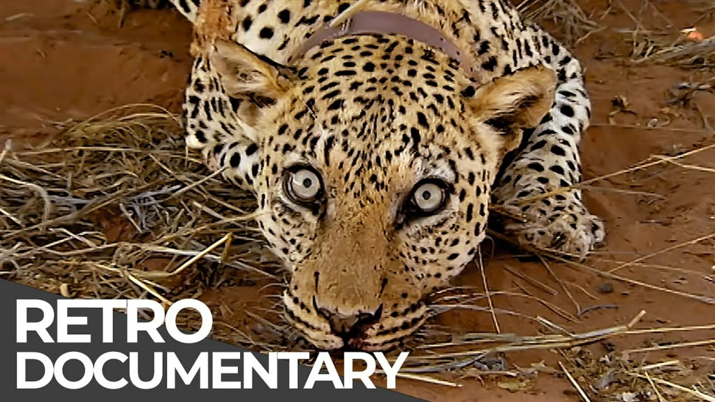 Extreme Jobs: Leopard Doctor, Crime Scene Cleaner, Helicopter Pilot | Retro Doc Extreme Jobs: Leopard Doctor, Crime Scene Cleaner, Helicopter Pilot | Retro Doc