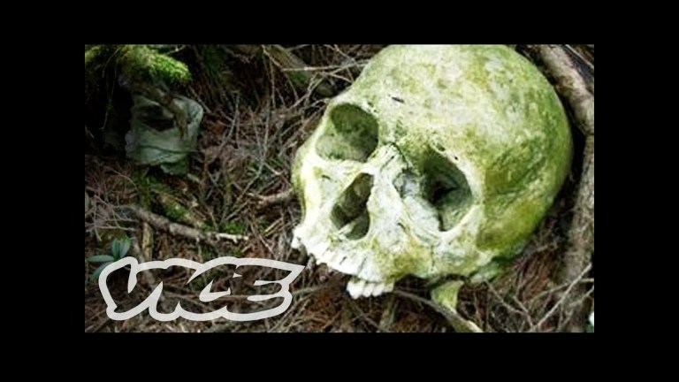Aokigahara Forest in Japan: Visitor Guide and Facts Aokigahara Forest in Japan: Visitor Guide and Facts