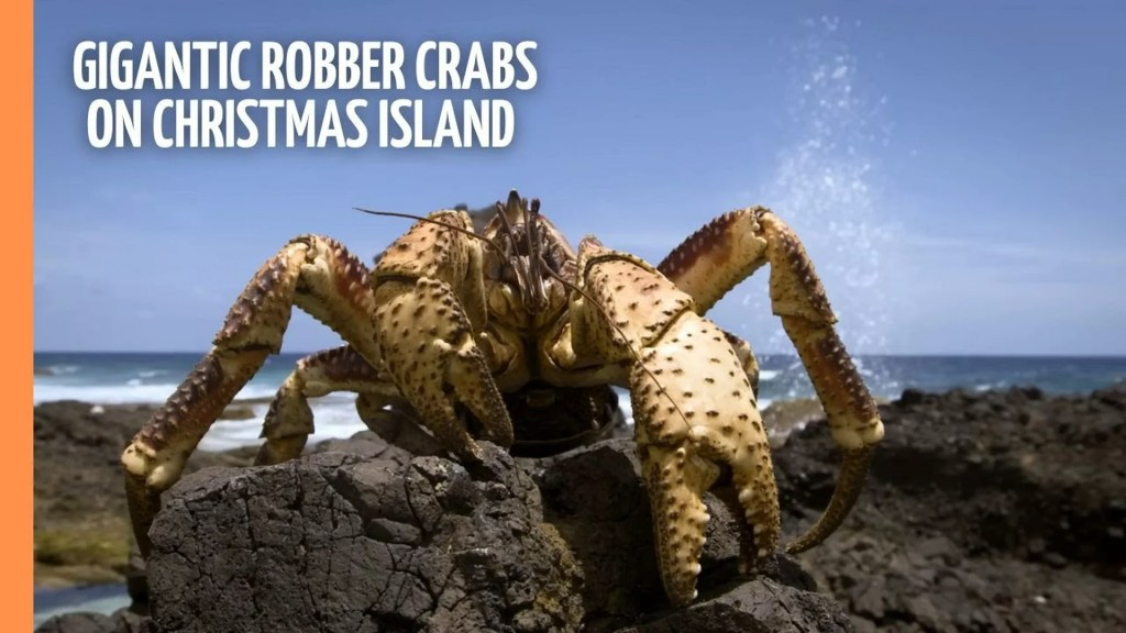 The 6 Best Documentaries About Crabs The 6 Best Documentaries About Crabs