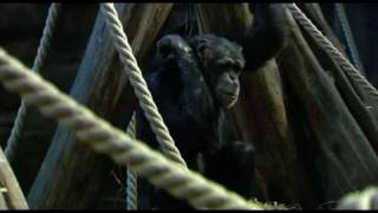 Natural World: The Chimpcam Project Natural World: The Chimpcam Project
