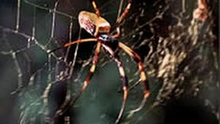 The Shape of Life: The PBS Series on Animal Evolution The Shape of Life: The PBS Series on Animal Evolution