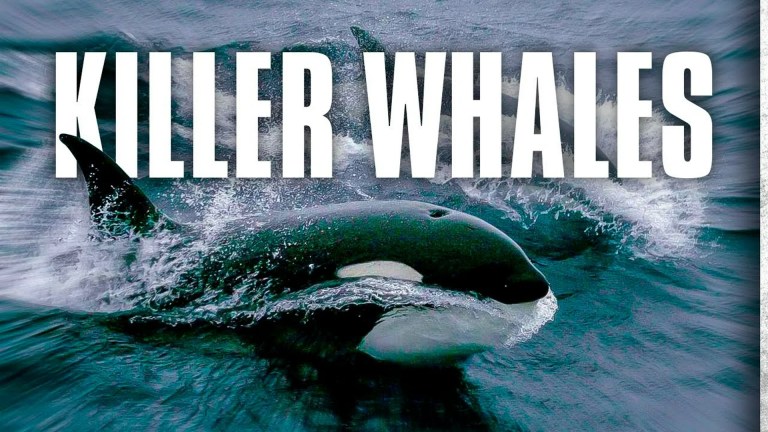 Killer Whales: Up Close and Personal Killer Whales: Up Close and Personal