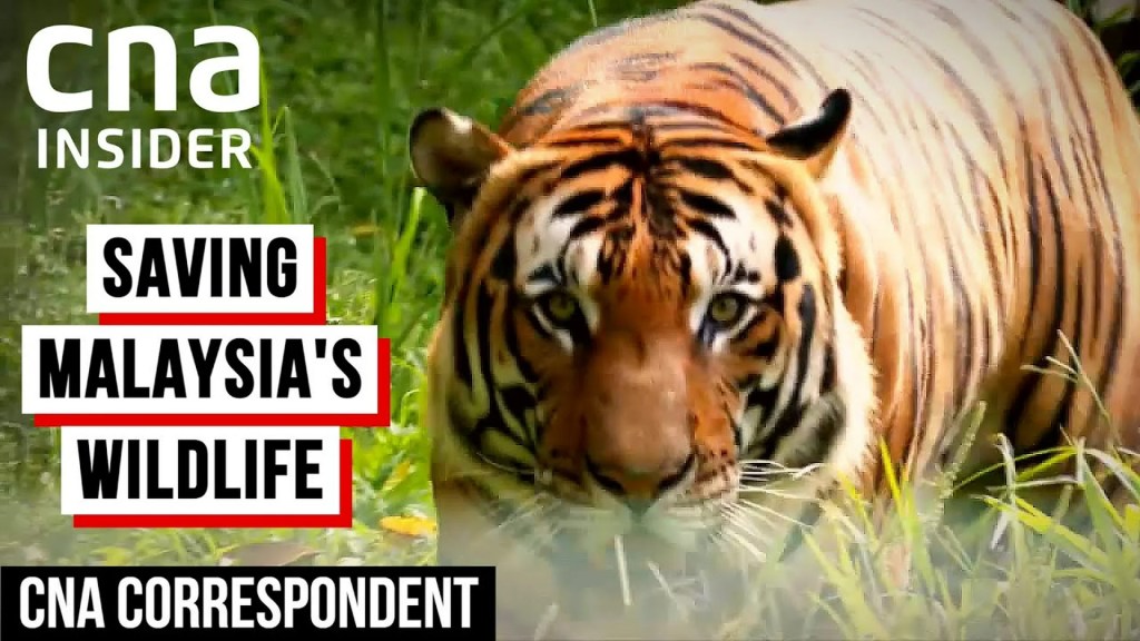 Endangered Wild Animals: Elephants and Orangutans Endangered Wild Animals: Elephants and Orangutans